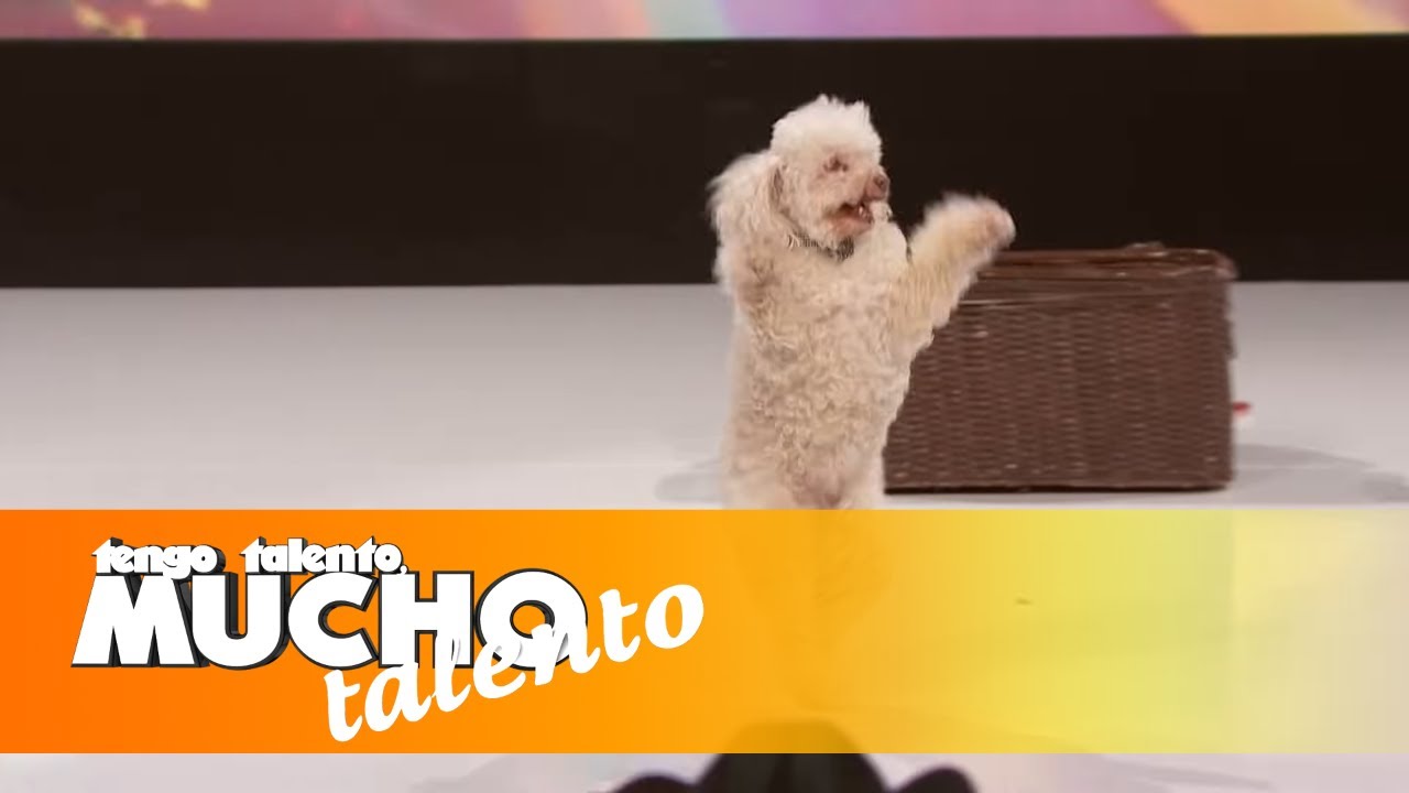 🐶 Hasta los perros quieren participar en este concurso | Ep. 20 Completo | T11 TTMT