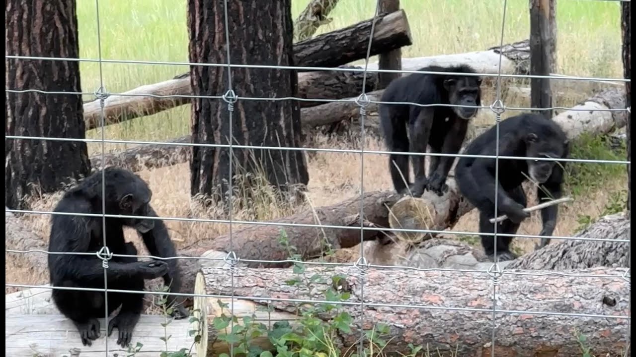 Sanctuary Chimpanzees Use Tools to Flush Out Snake