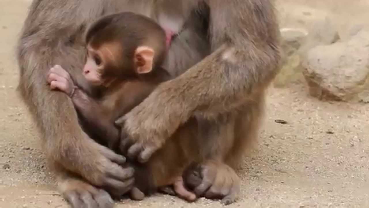 シャーロットが初めて歩いた！！高崎山自然動物園     Charlotte walked for the first time! !! Takasakiyama Natural Zoo