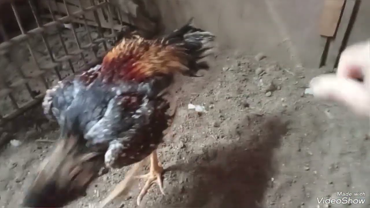 عندي الديك الهندي مش عايز يلعب