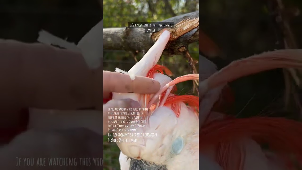 Let's finish preening a cockatoo's  crest feathers. So relaxing!