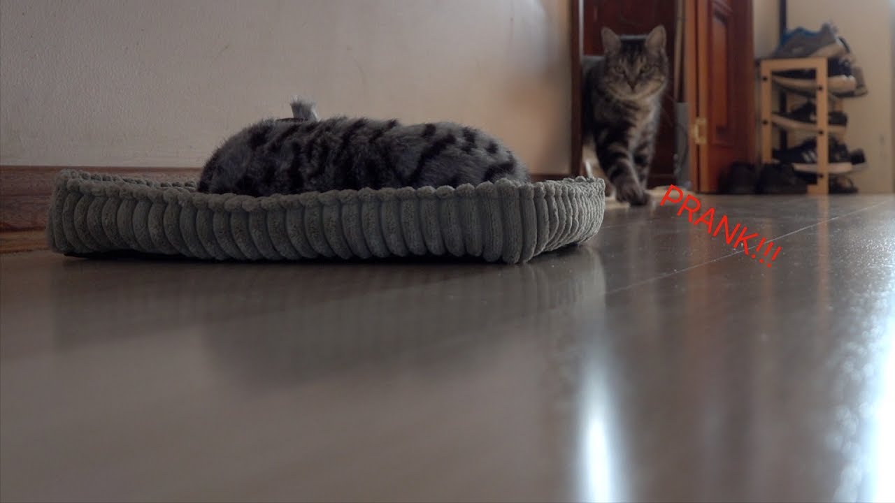 PRANKING MY CATS WITH A FAKE NEW KITTEN!!!