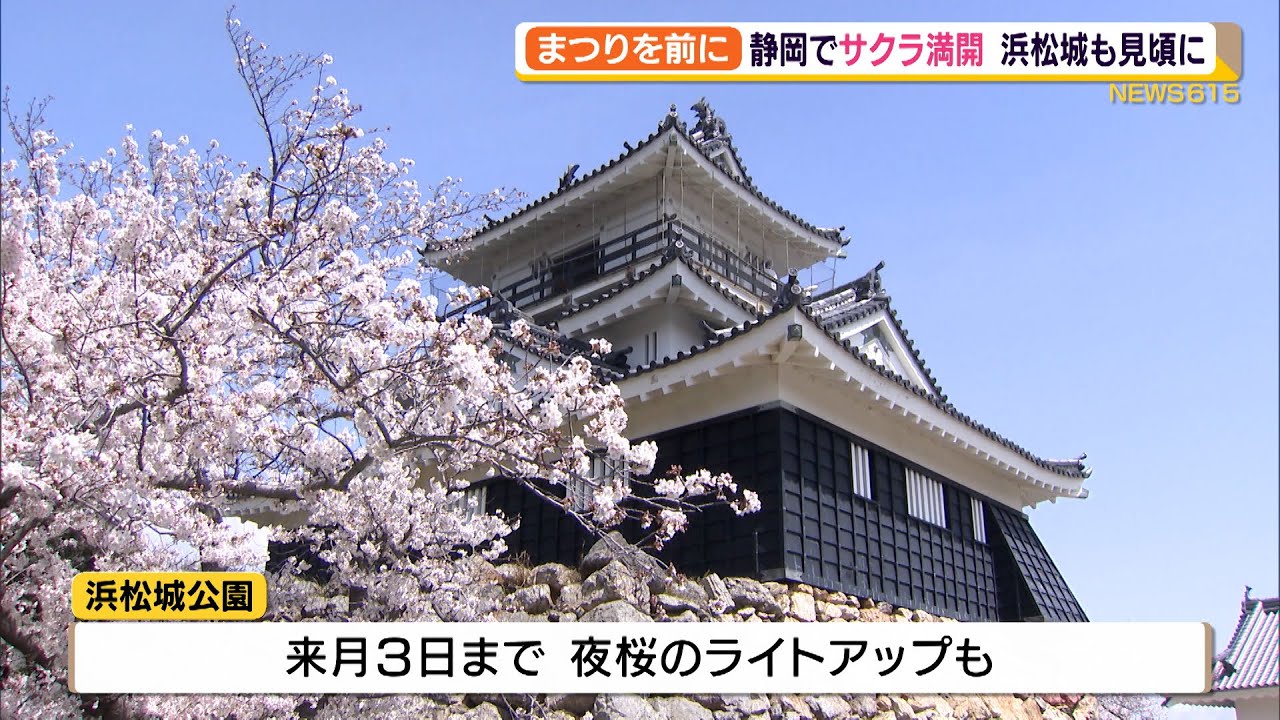 静岡でソメイヨシノの満開を観測 浜松城も桜で彩られ（静岡県）