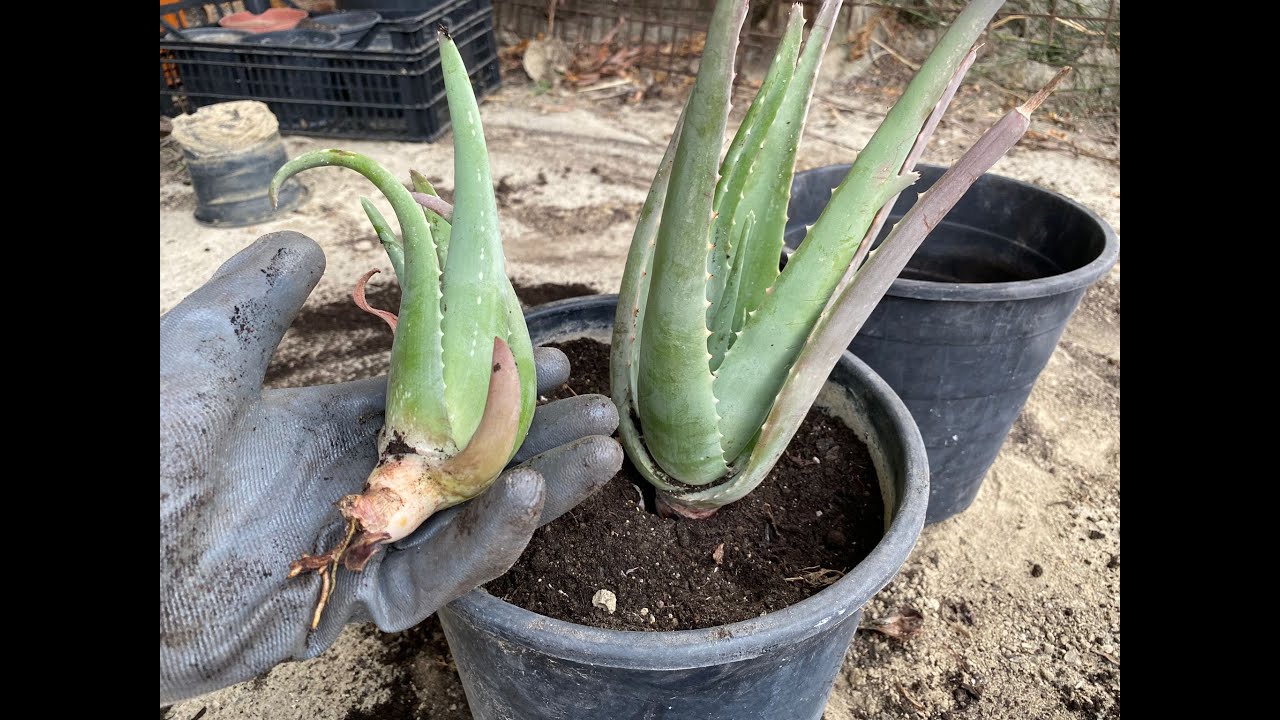Come RIPRODURRE la pianta di ALOE VERA: la guida PRATICA!