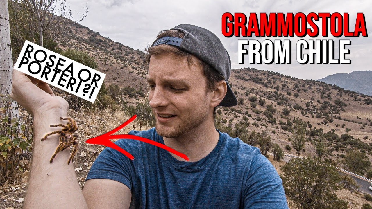 Какой вид розоволосого тарантула мне попался? G. rosea и G. porteri Special