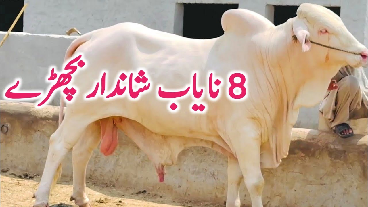 Grey Slugger Nukre Gulabi Jet Black Bachre Qurbani 2027 || Global Village Farming 