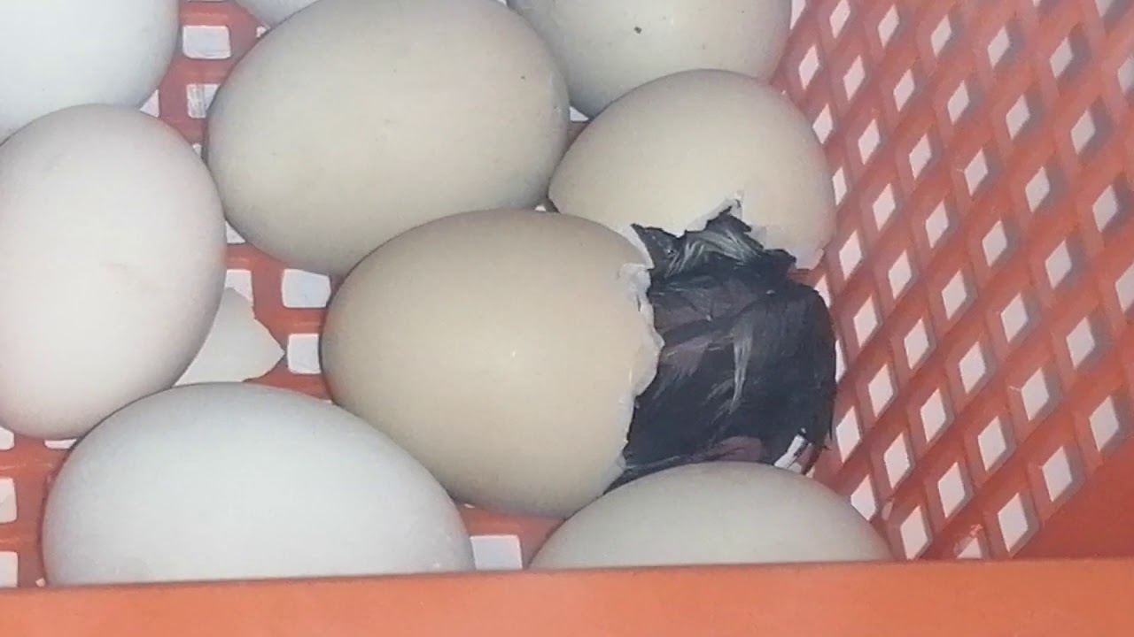 Araucana Chick Hatching