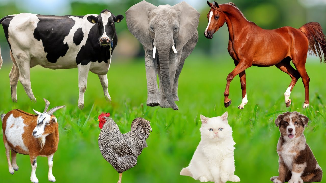 Animal Sounds Around Us: Horse, Elephant, Dog, Cat, Chicken, Duck, Pig, Cow, Sheep – Animal Video