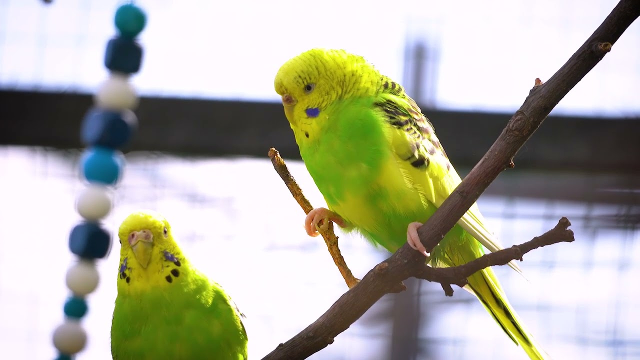 Cockatiel and Budgie sounds singing together in the aviary