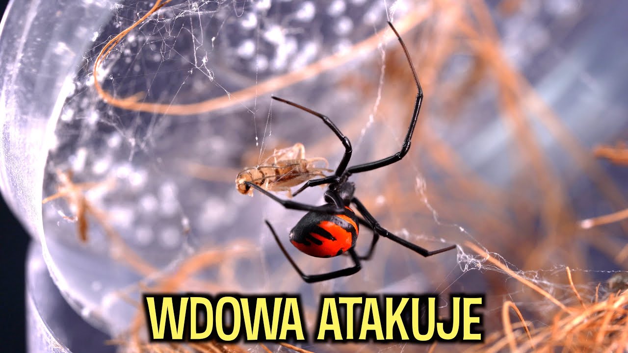 KARMIENIE PAJĄKÓW PO WYLINKACH ☠️