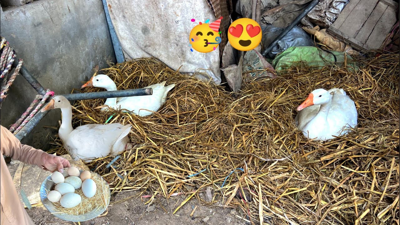 Three Ducks Started Laying Eggs! 😲🥚VILLAGE FARM VLOG. || Haseeb Home Birds