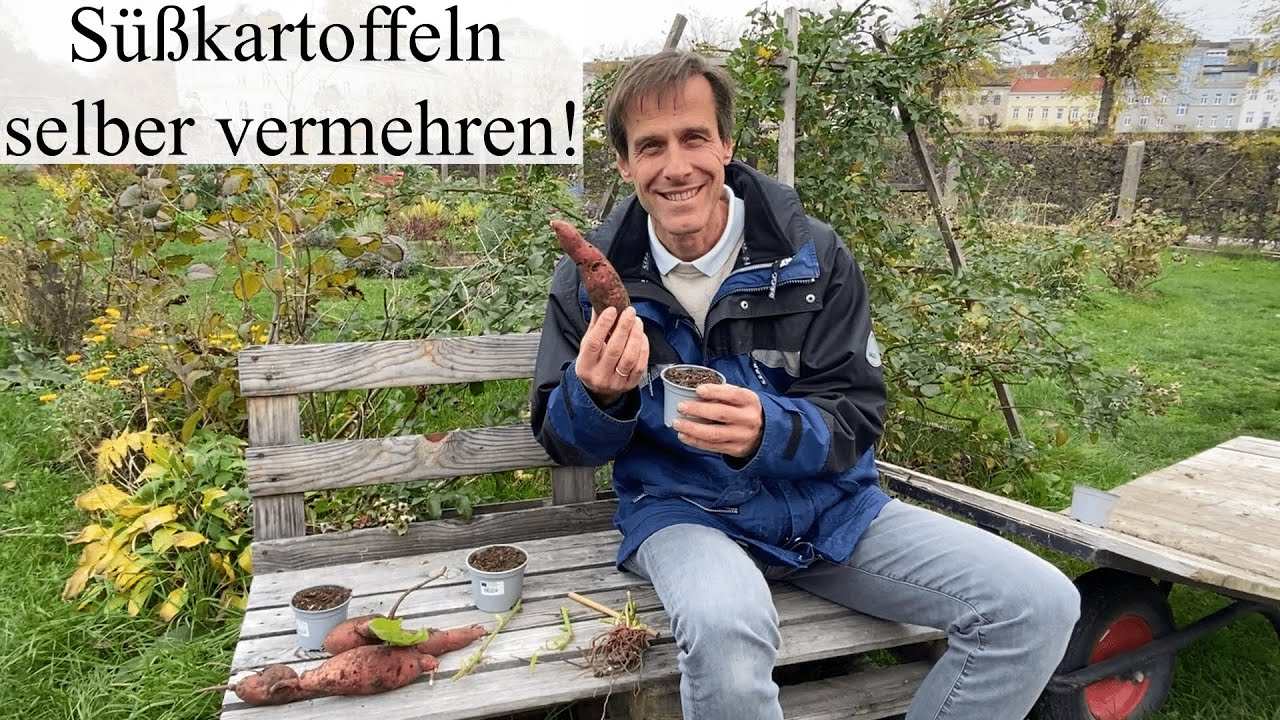 4 Methoden zur Süßkartoffel-Vermehrung 🌱🌱🌱