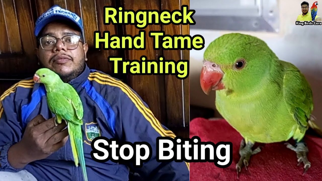 How to train parrot hand tame | Green ringneck | Indian parrot | Indian ringneck parrot training