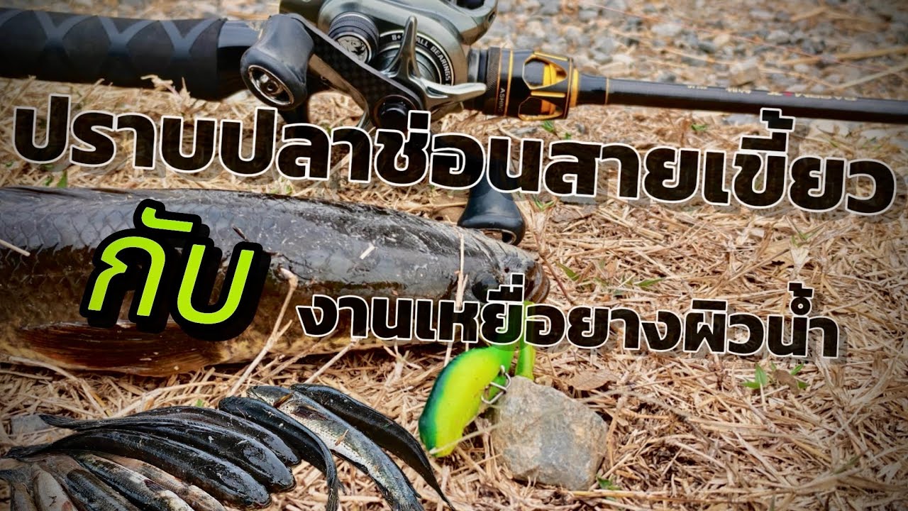 Ep.116 | ตกปลาช่อนคลองน้ำเเห้ง กับงานเหยื่อยางผิวน้ำ เล็ก ๆ สเปคปลาช่อน #ปลาช่อนนา 