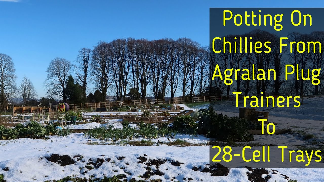 Potting on Chillies From The Agralan Plug Trainers into Containerwise 28 Cell Tray Modules