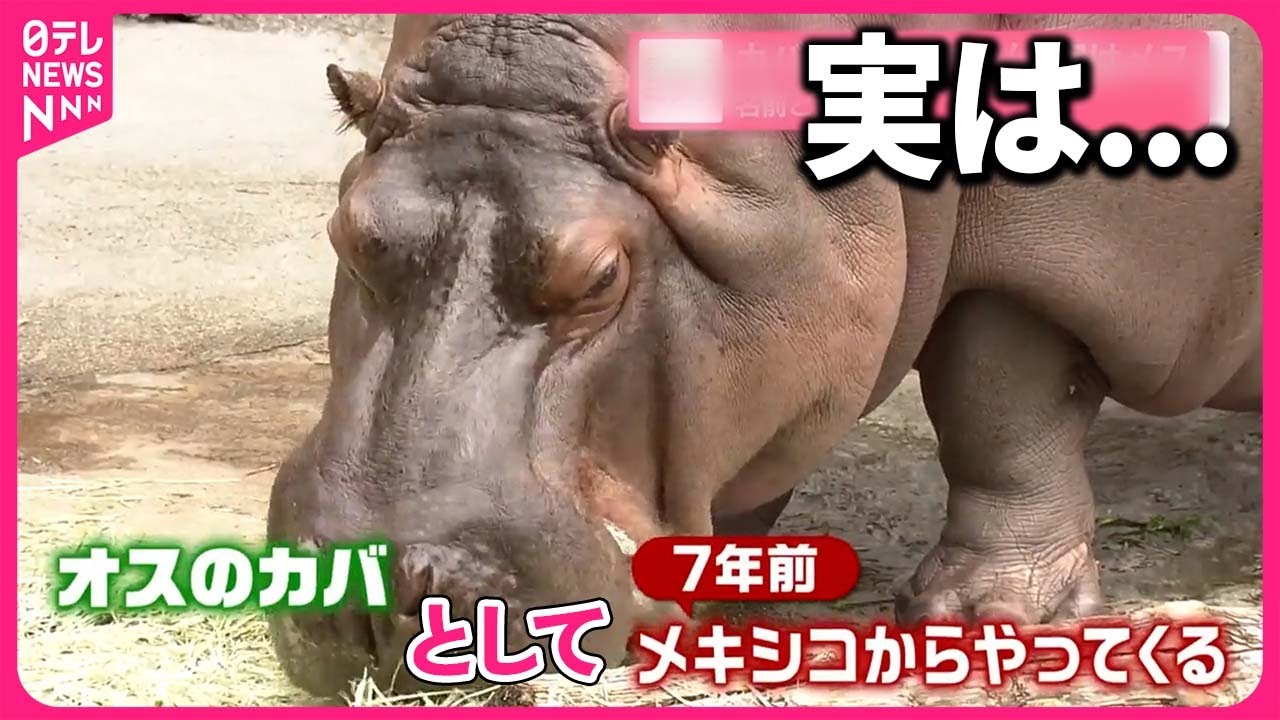 【実はメス】カバの「ゲンちゃん」 名前どうする？