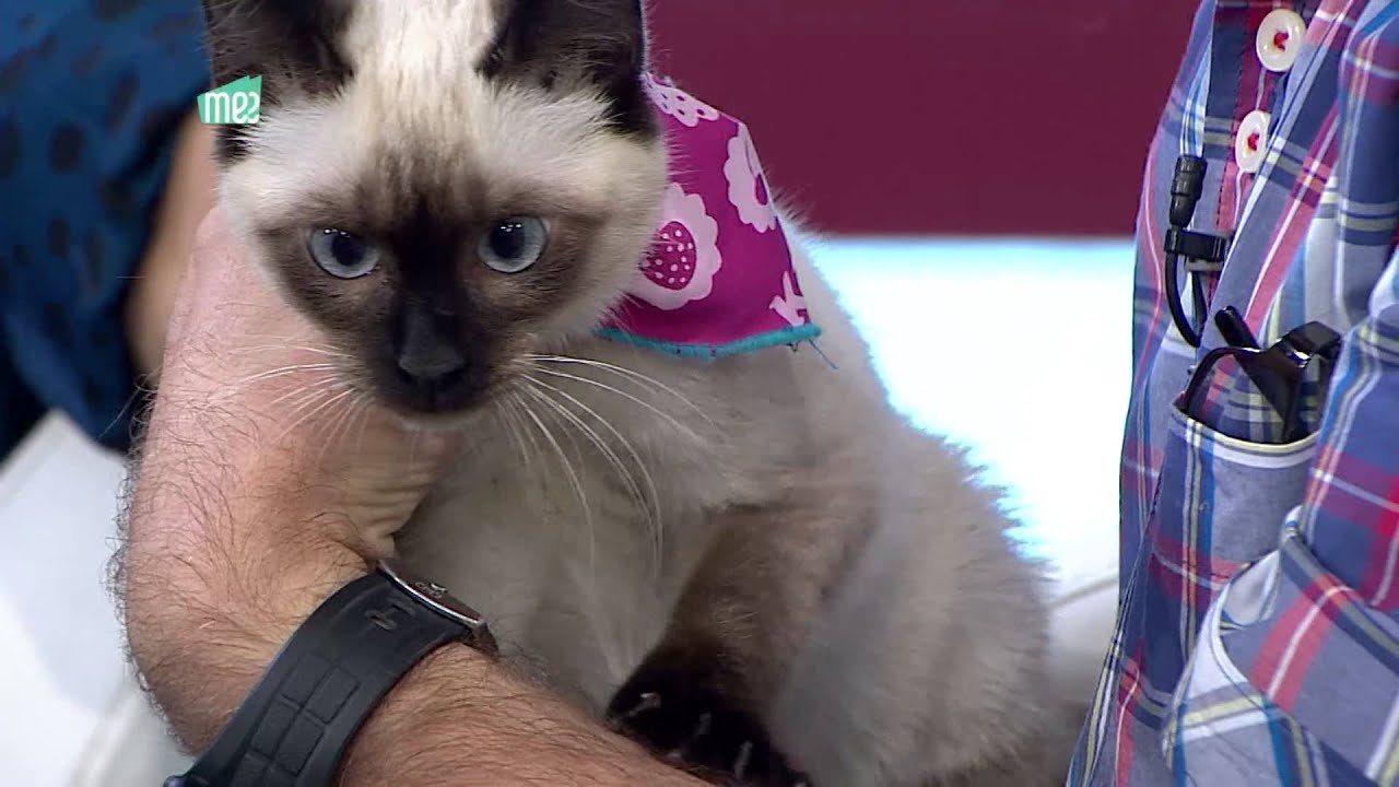 La Media Mañana: Gato Siamés