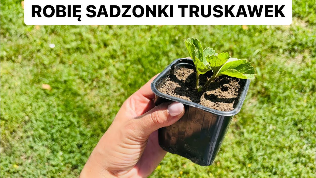 Jak zrobić sadzonki truskawek ? Mój prosty sposób 🍓