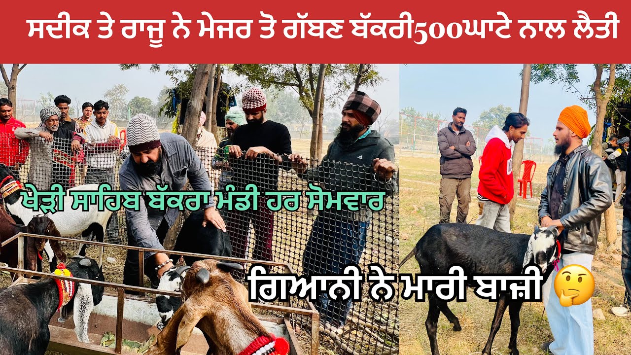 ਮੇਜਰ ਤੋ ਰਾਜੂ ਤੇ ਸਦੀਕ ਨੇ ਬੱਕਰੀ ਦਾ ਸੋਂਦਾ  ਕੀਤਾ ਬਾਜ਼ੀ ਗਿਆਨੀ ਮਾਰ ਗਿਆ 😱😱🙄#bakramandi #naveedkhangoatfarm 