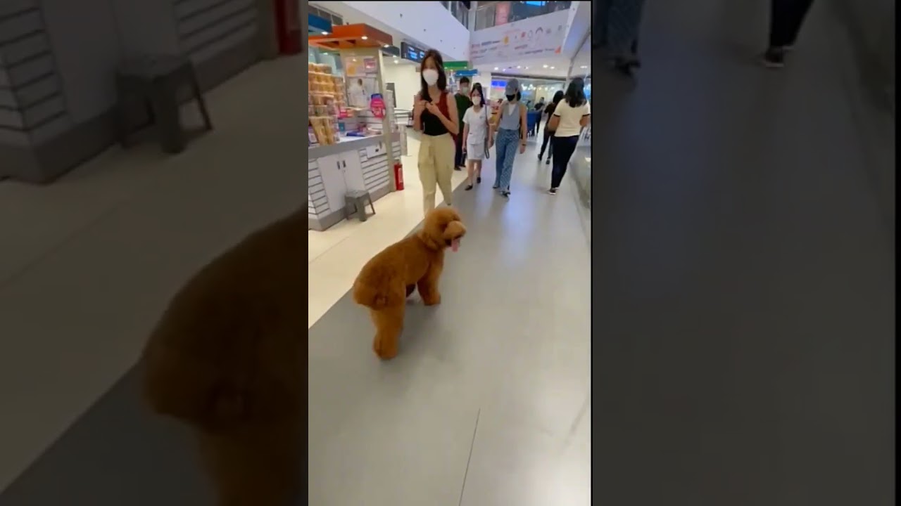 poodle 