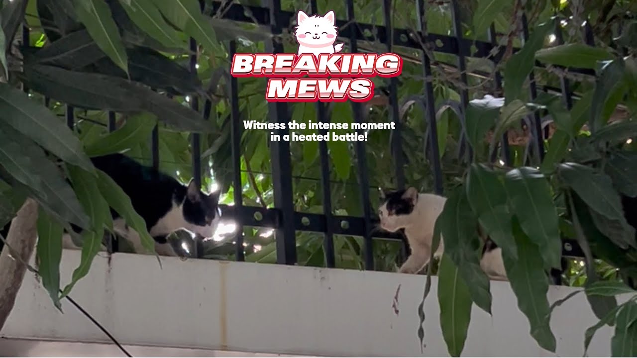 Epic Cat Showdown: Stray Cats Fight Over Territory! 😱 #cat #fighting #animals