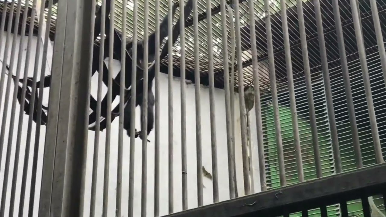 DETIK-DETIK HP PENGUNJUNG DIAMBIL MONYET - JALAN-JALAN KE RAGUNAN - PART 5 @tangerangmobil