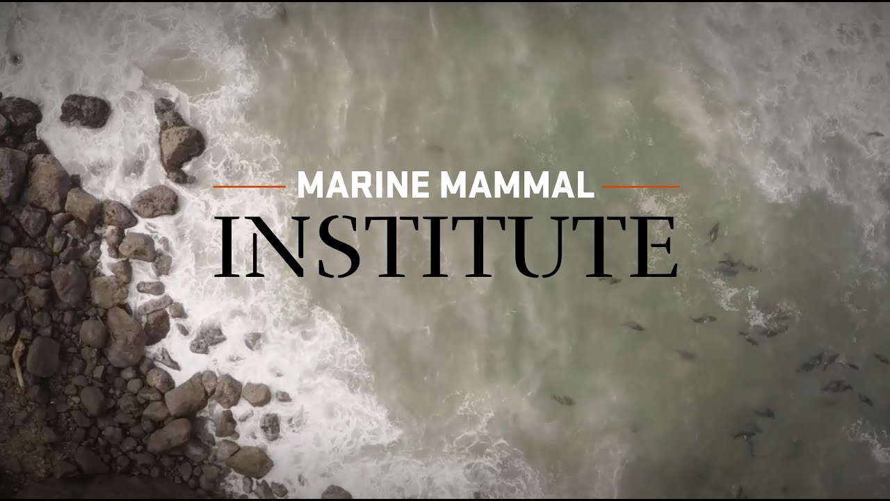 Marine Mammal Institute