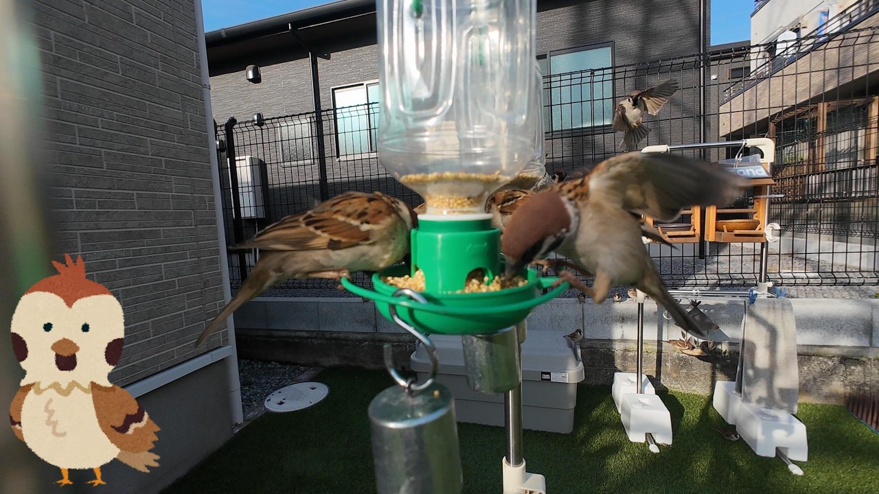 2026/02/28 Sparrow's breakfast