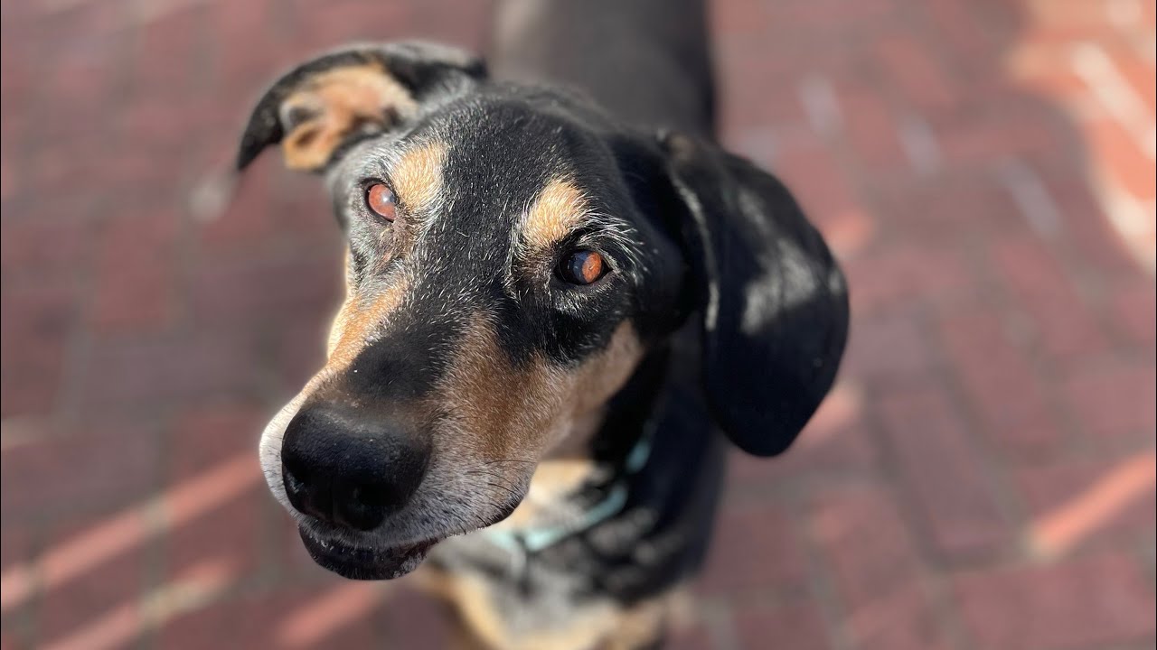 Adopt This Dog! KC Pet Project’s Joey