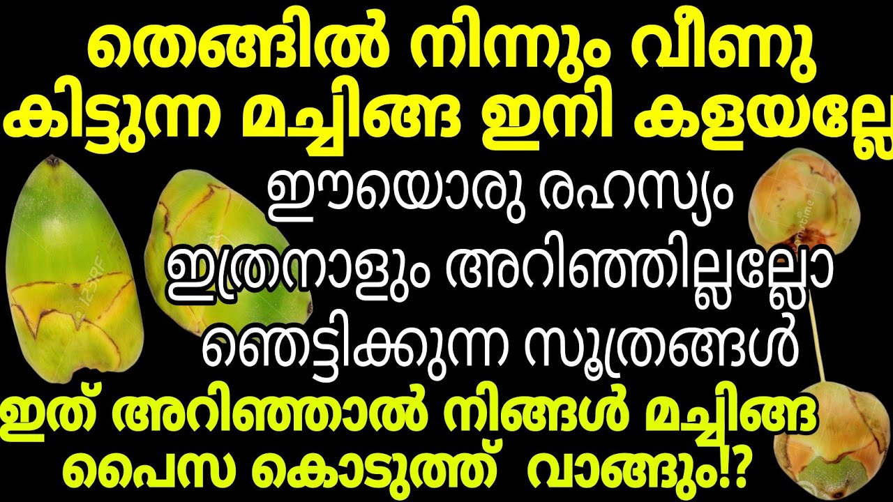 തെങ്ങിലെ മച്ചിങ്ങ കൊണ്ട് അറിയാതെ പോയ സൂത്രങ്ങൾ | അറിഞ്ഞാൽ പൈസ കൊടുത്ത് മച്ചിങ്ങ വാങ്ങും Kitchen tips