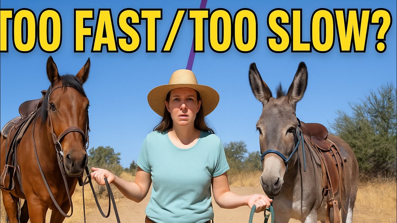 Can a Donkey Keep Up with a Horse?