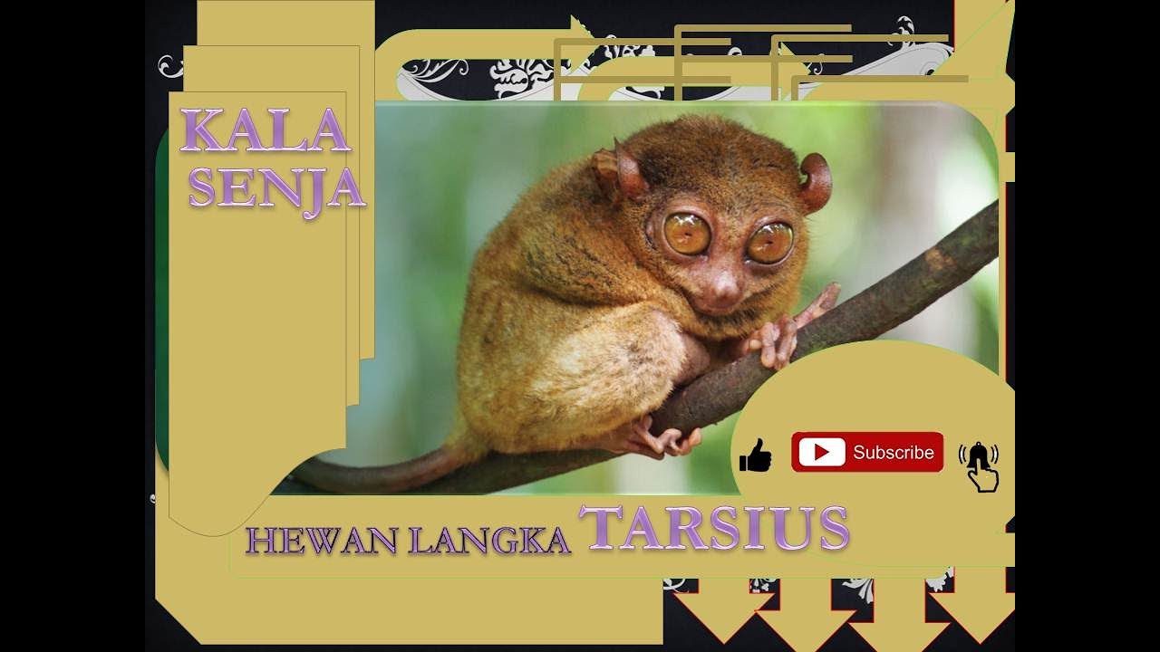 TARSIUS