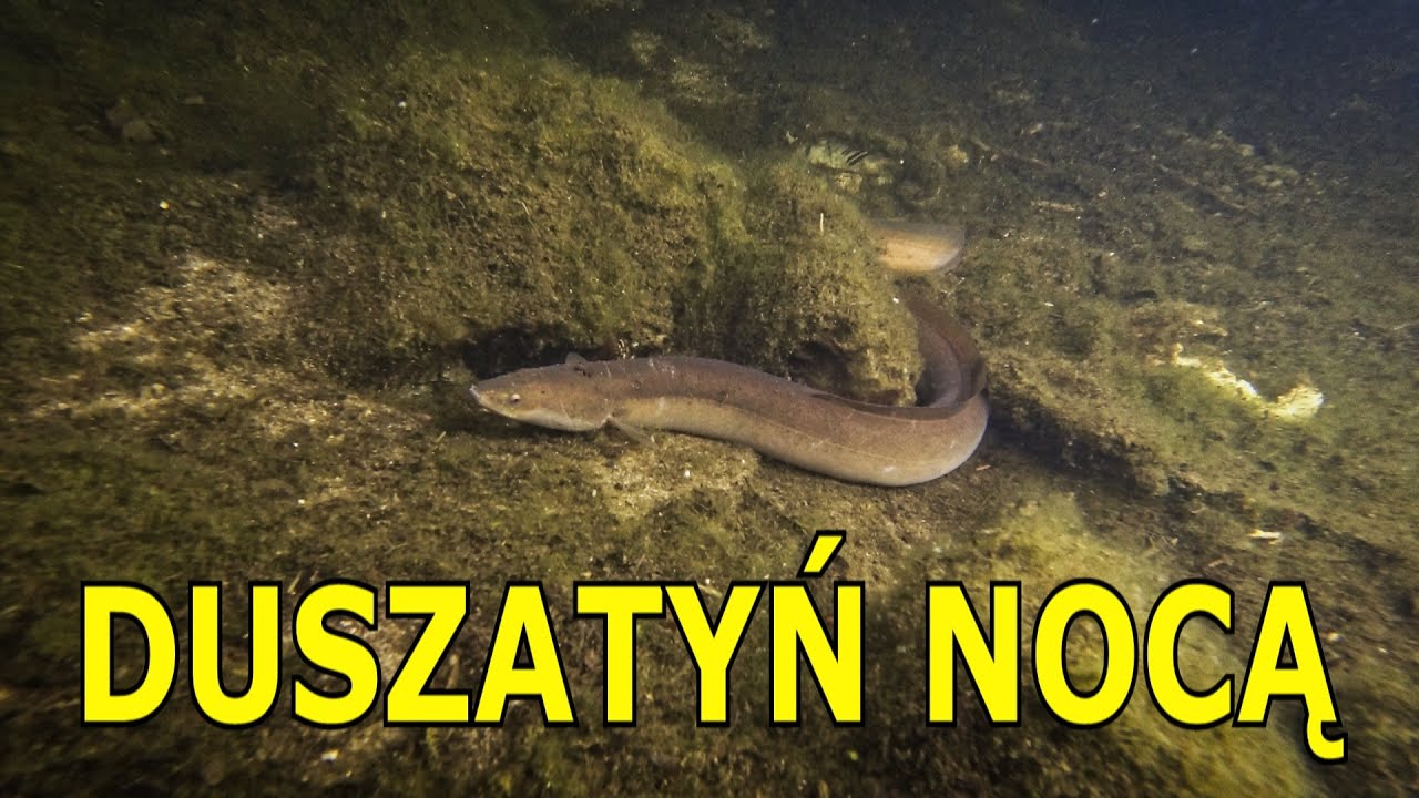 NURKOWANIE NOCNE JEZIORO PEŁNE RYB  30.04.2023