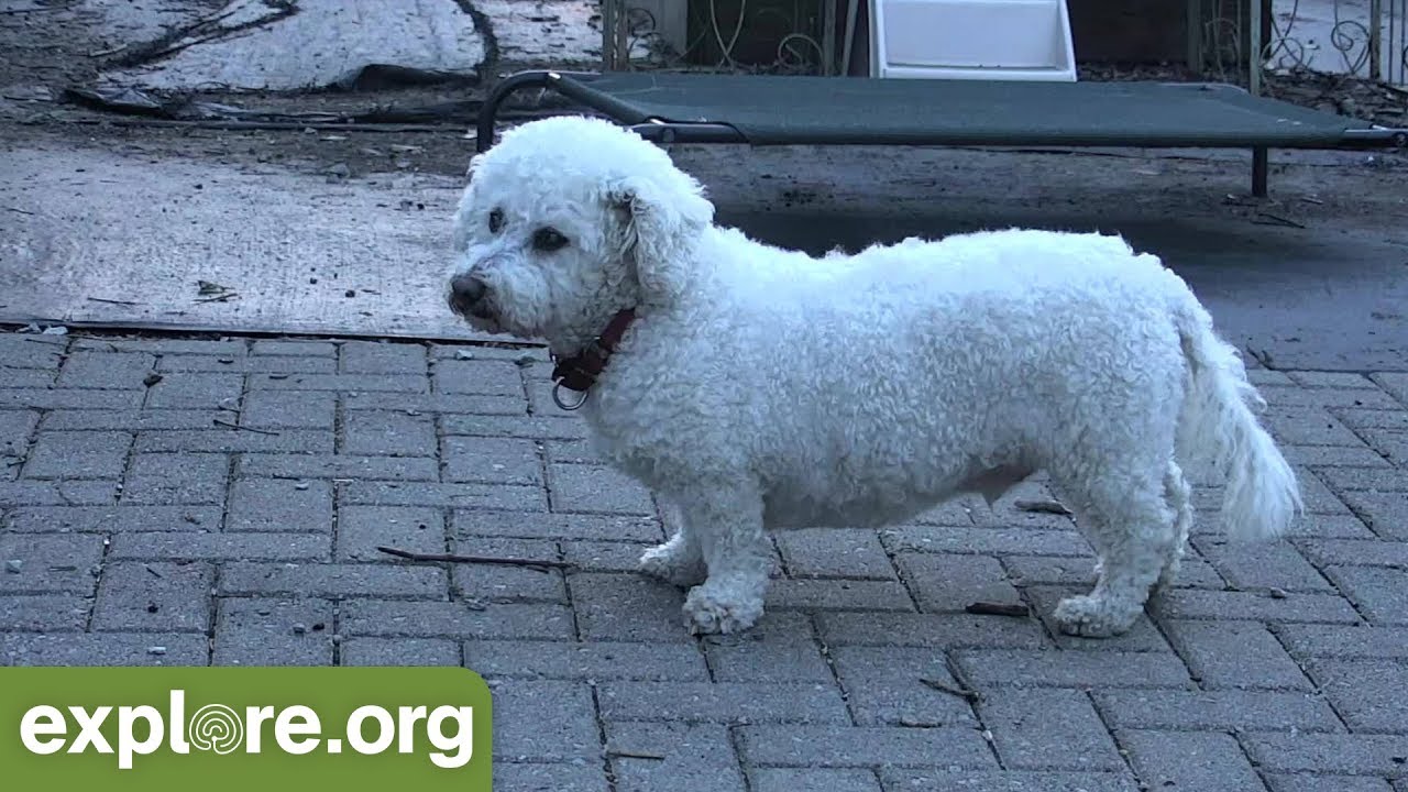 Old Friends Senior Dogs - Live Chat