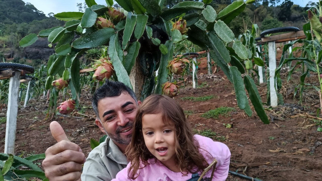 Pitaya CFA RED uma variedade de pitaya australiana.