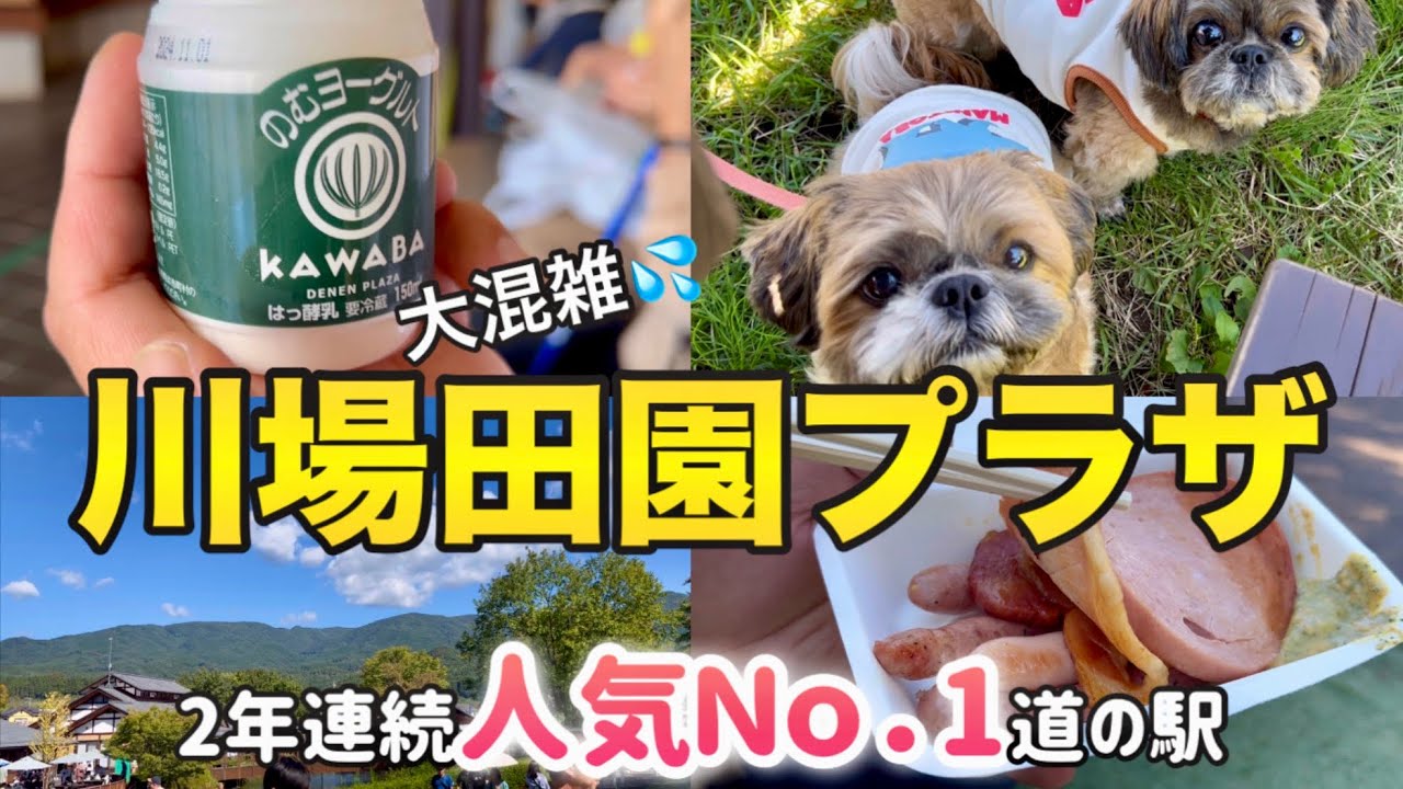 【シーズー】2年連続人気日本一の道の駅！川場田園プラザで愛犬達と楽しむ！
