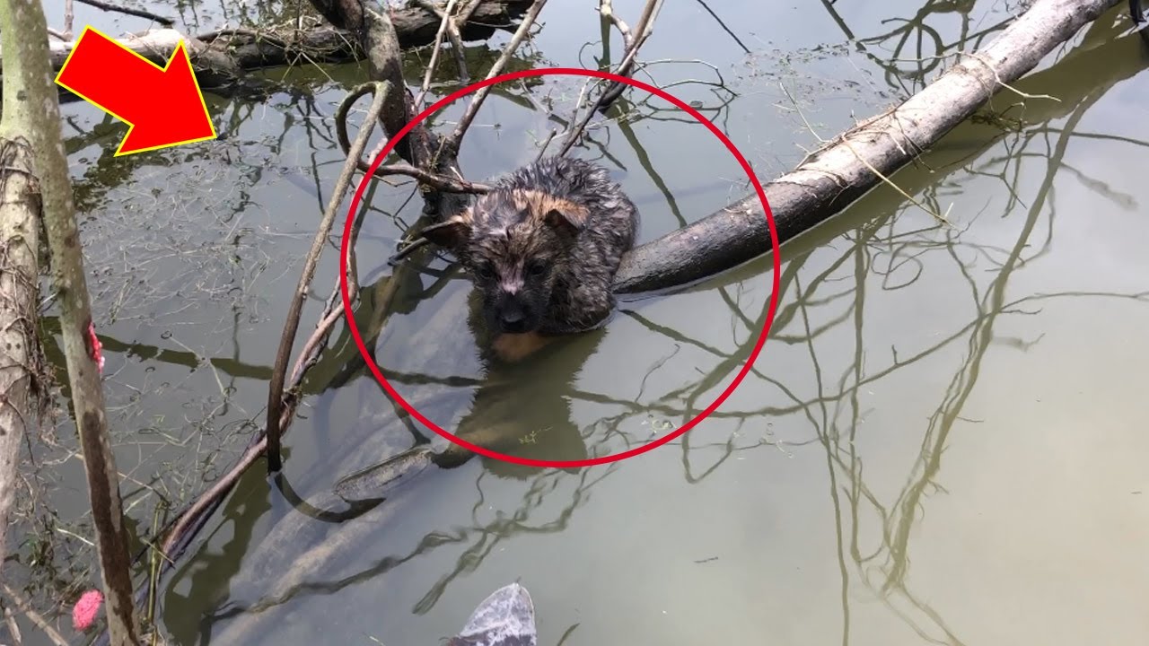 Rescue the poor puppy crying for help in the lake