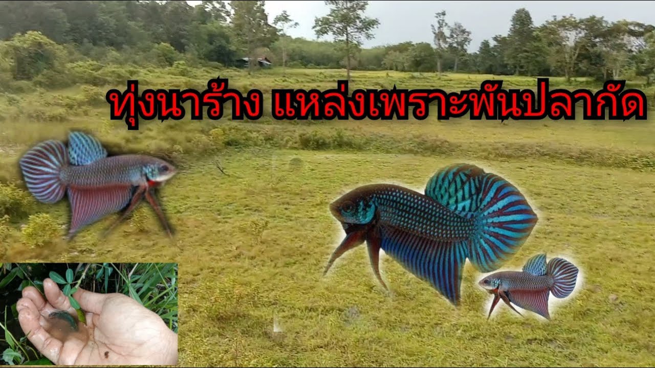 ช้อนปลากัด