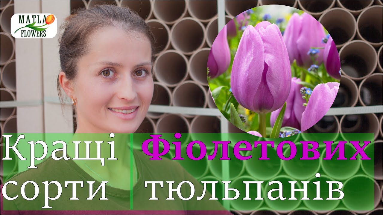 Кращі тюльпани фіолетового кольору для вигонки