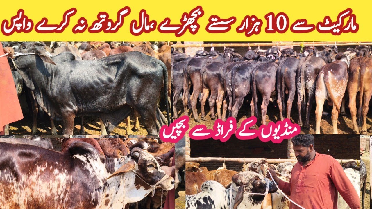 Great Opportunity For New Farmers! Bachra Farming Business ideas - Cholistani Bachra Farm 2026