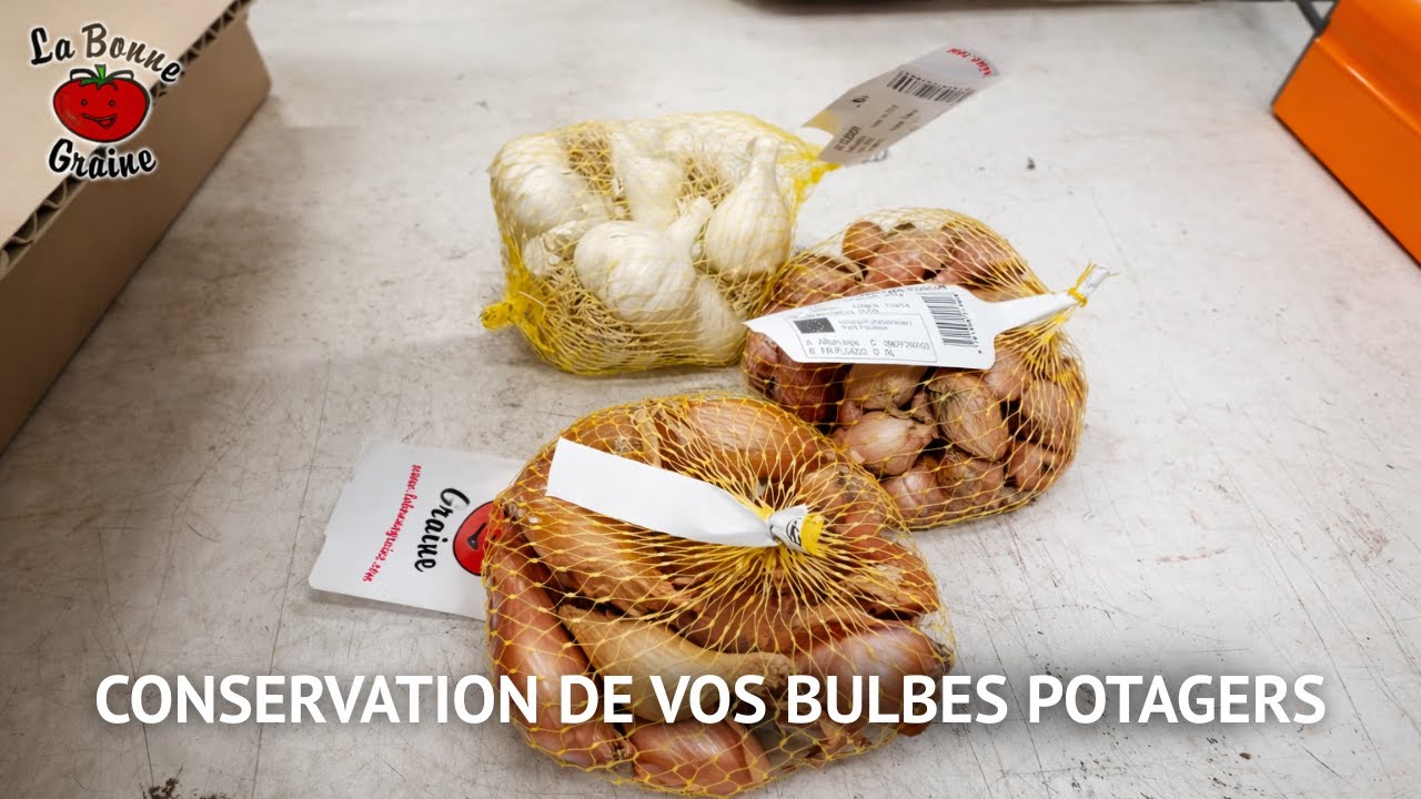 RECEPTION DES BULBES POTAGERS : comment bien les conserver avant la plantation