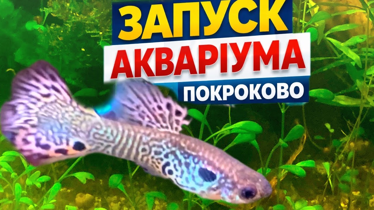 З чого правильно почати запуск акваріума покроково