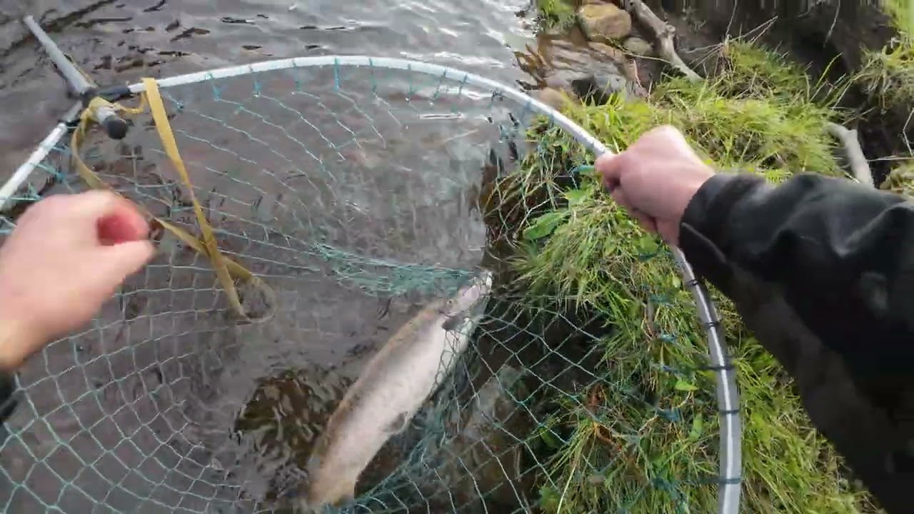 South Tyne salmon. 22-9-25