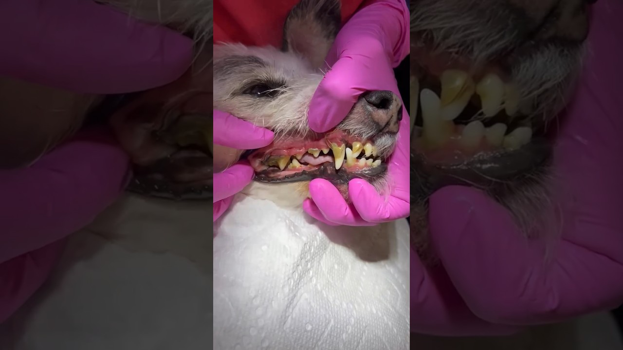 Before and After Process ! Dental cleanings for your pets in Miami #Dogdom