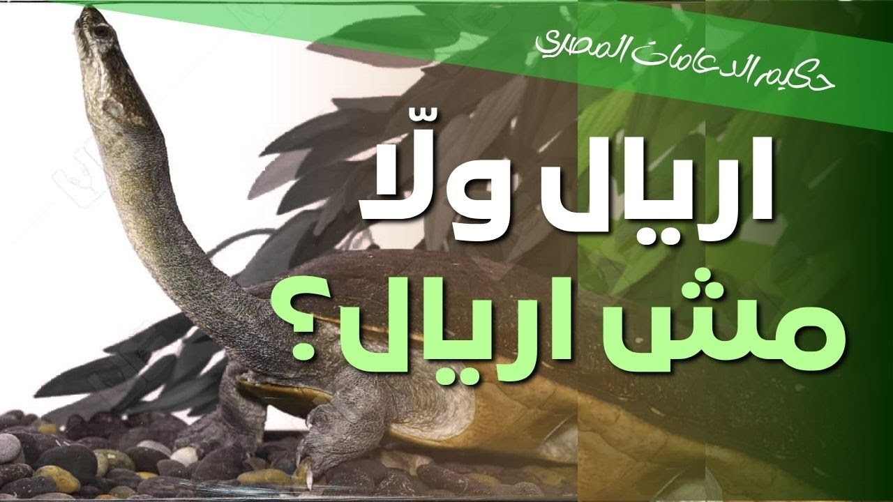 ازاي بنعرف مقاس الدعامة الهيدروليكية والدعامة المرنة؟ مع استاذ دكتور أحمد راغب