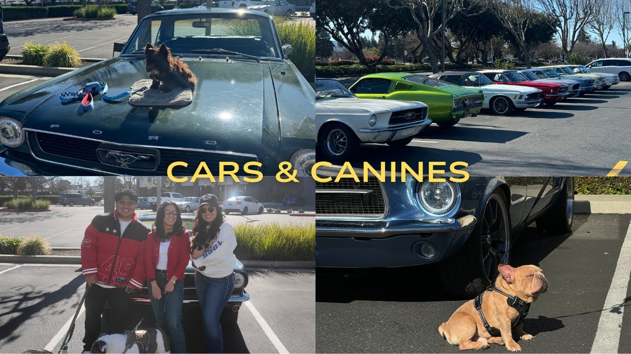 Cars & Canines