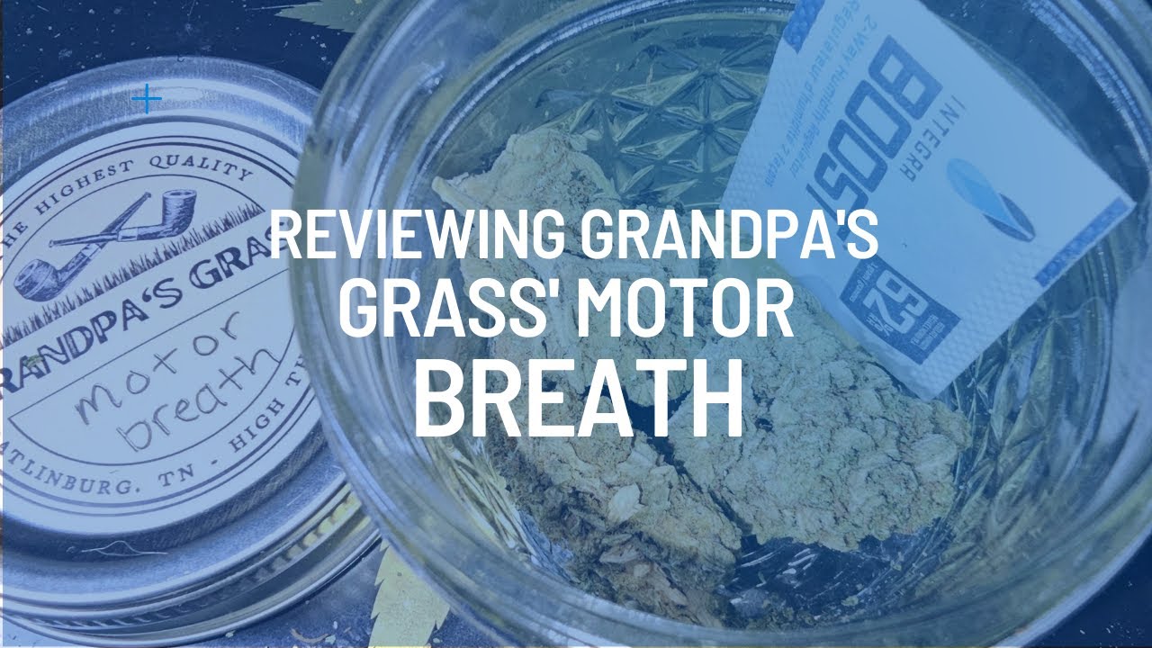 Budget Strain With A Punch | Motor Breathe THCA Review (Grandpa's Grass)
