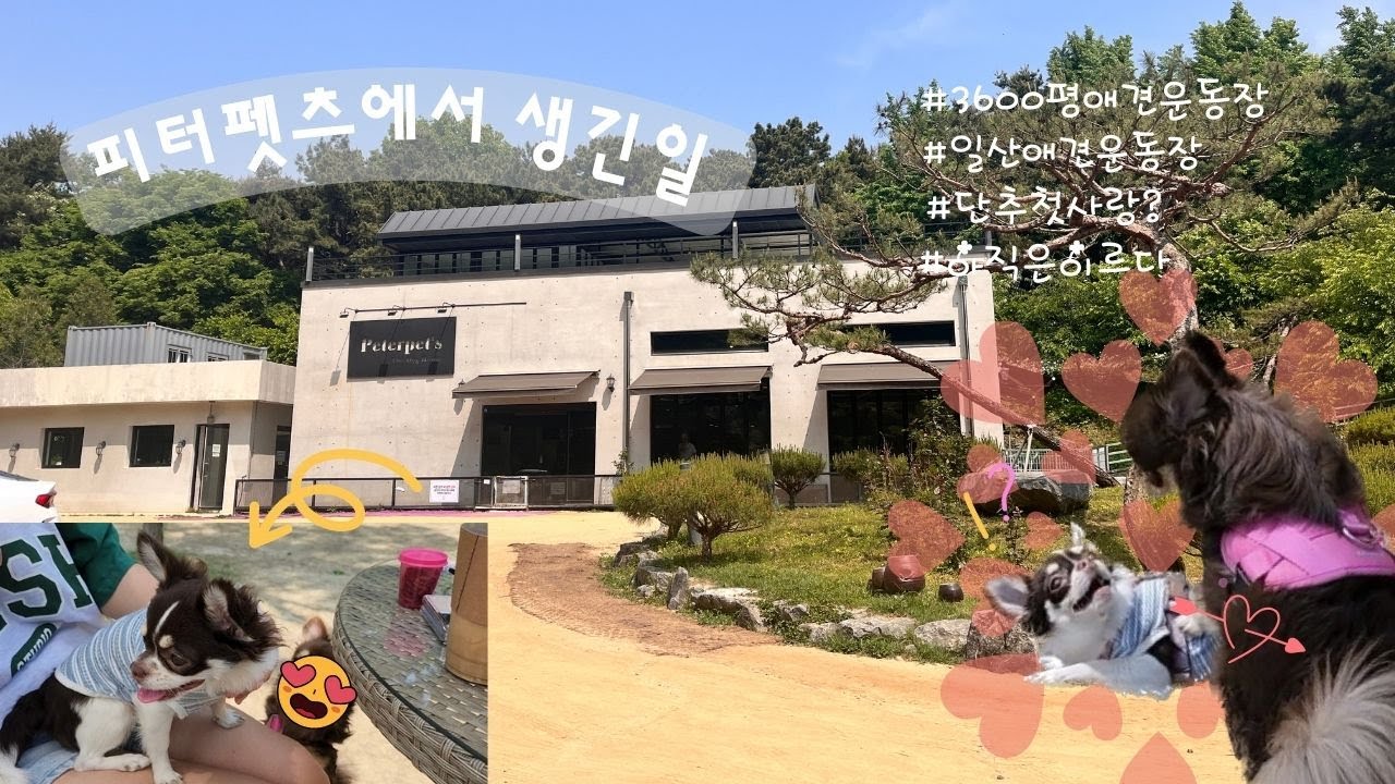 일산 3600평 규모 애견 카페 