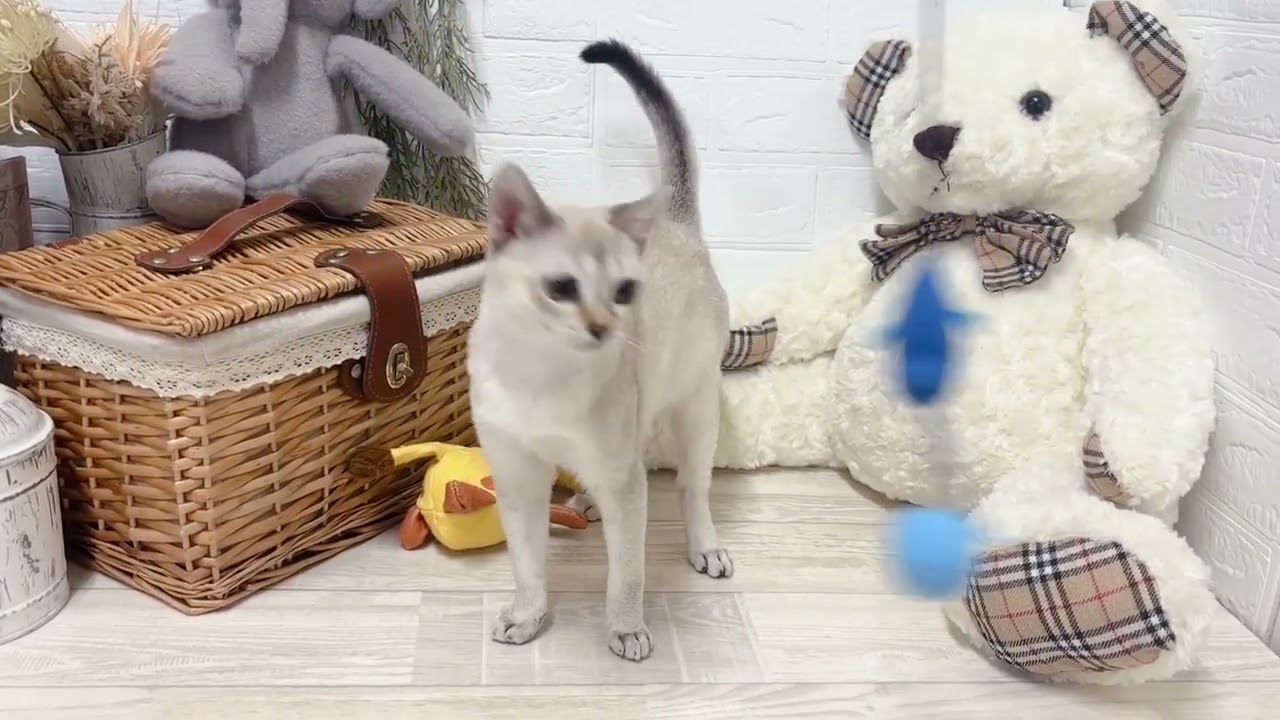 ペットショップ犬の家近江八幡店「194398」「シンガプーラ」