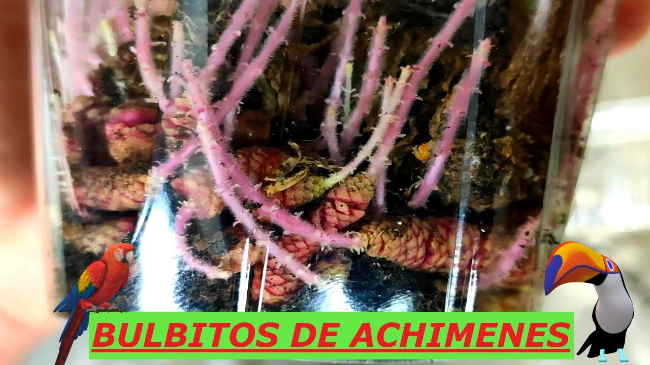 🙋PLANTAMOS LOS BULBOS DE ACHIMENES , QUE TENEMOS DEL AÑO PASADO🤗🌹🌺🌼🪴🌿💐☘️